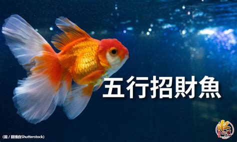 招財風水魚|【招財風水魚】養招財風水魚秘笈！五行配對、顏色挑選、種類詳。